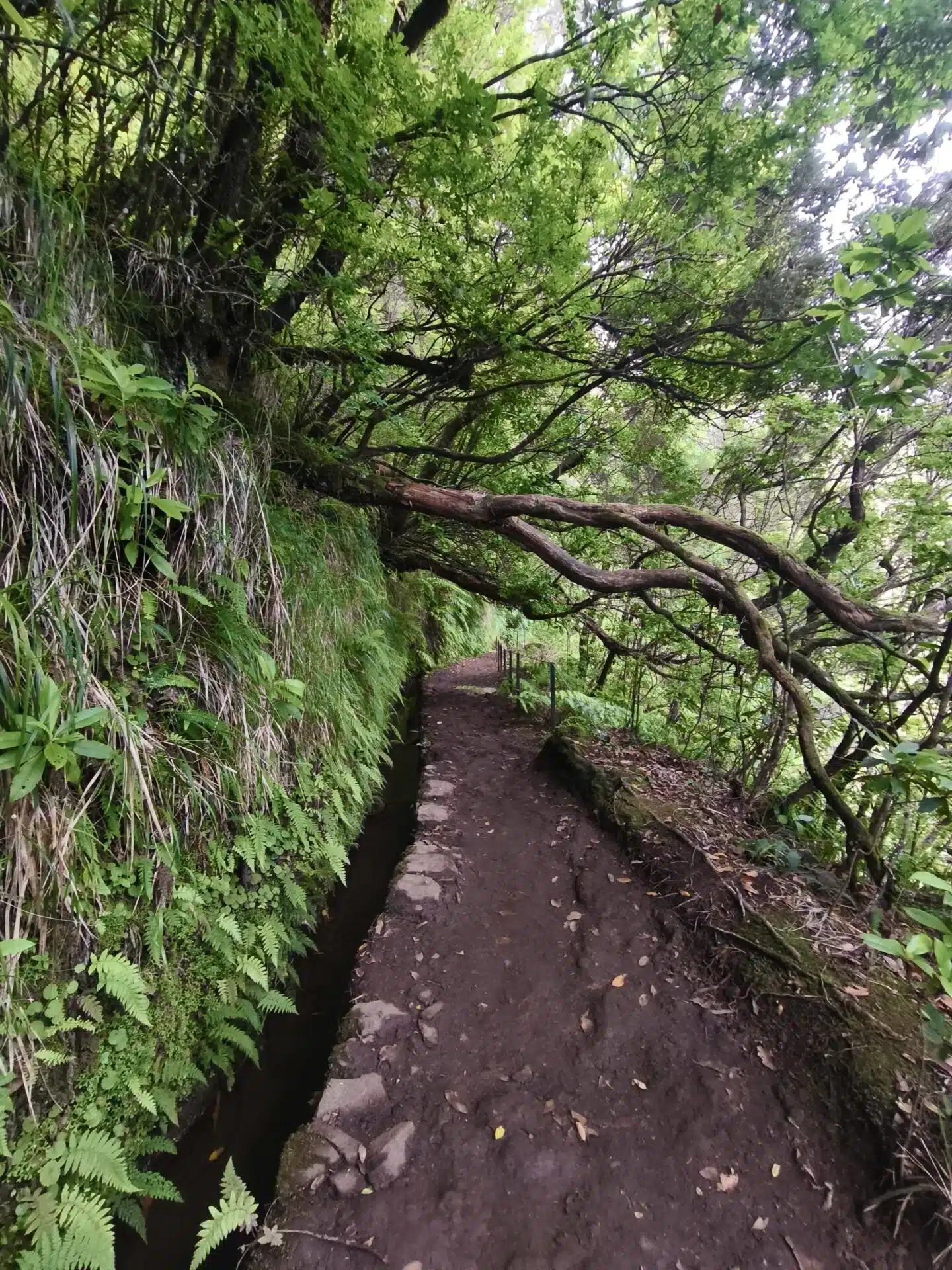 caldeirao verde - hiking transfers