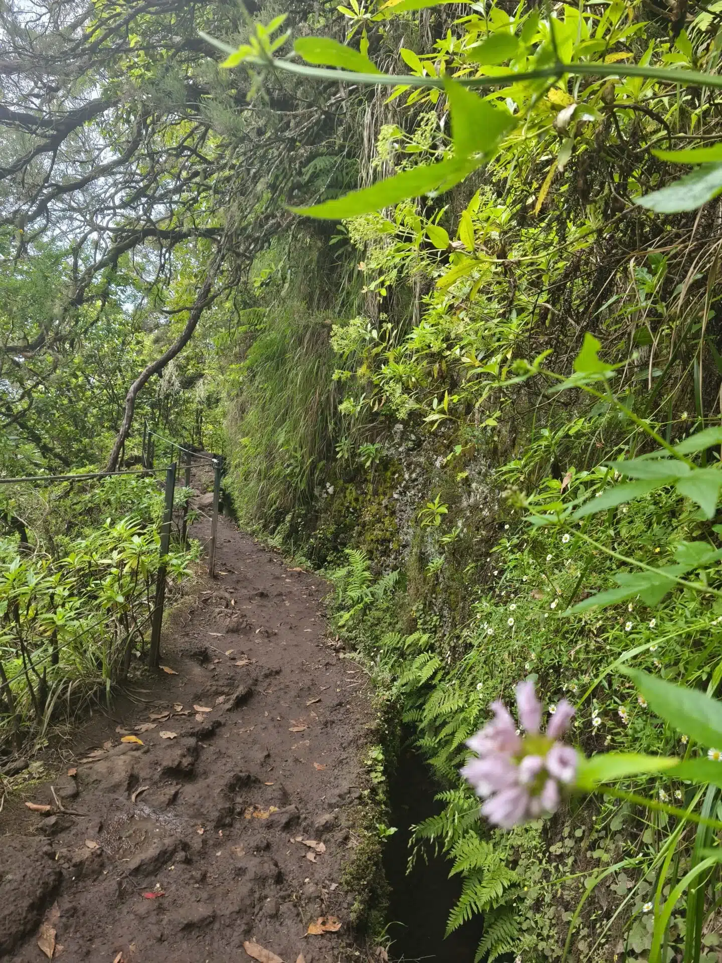 caldeirao verde - hiking transfers