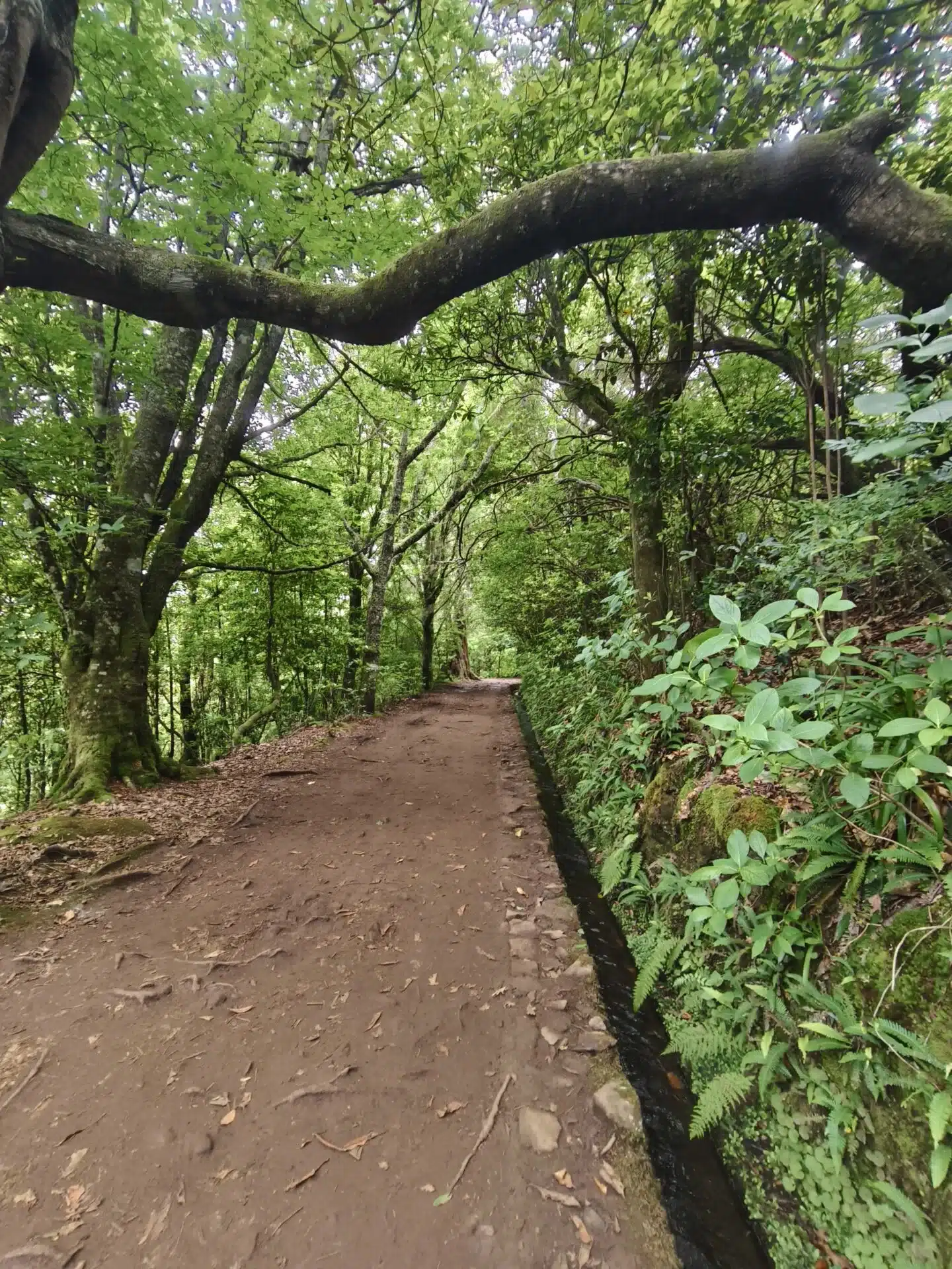 caldeirao verde - hiking transfers