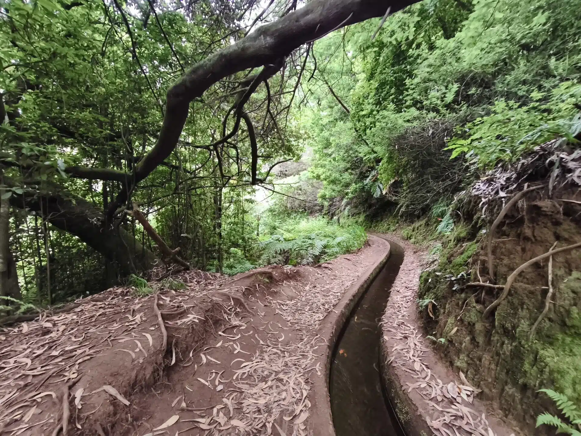 levada do rei - hiking transfers