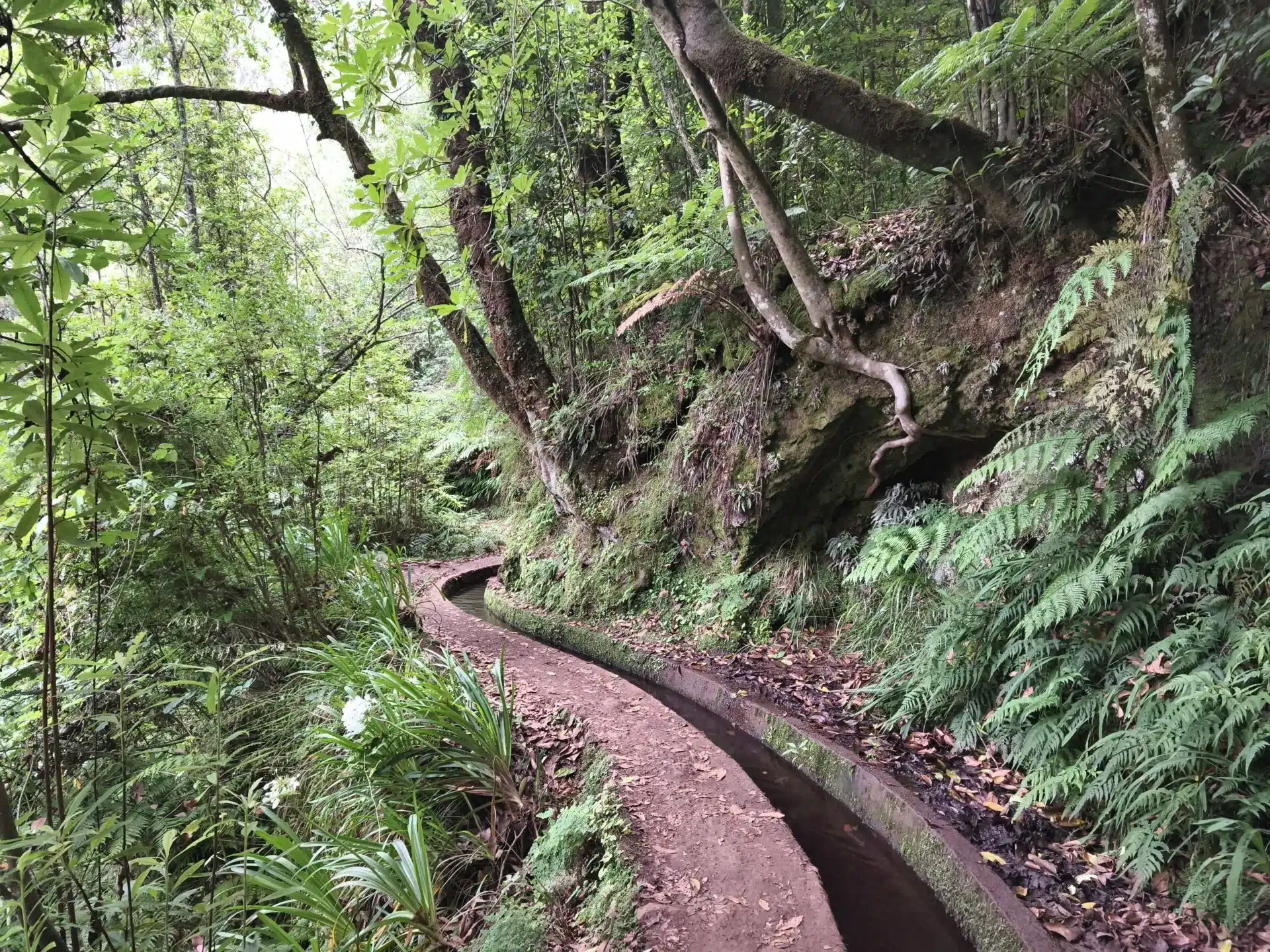 levada do rei - hiking transfers