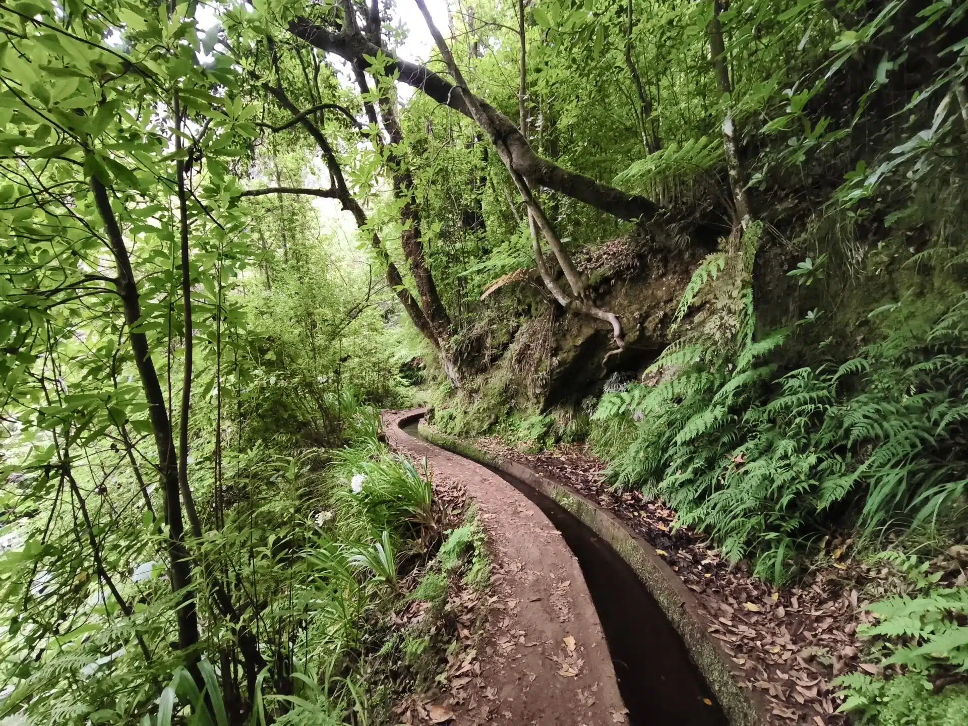 levada do rei - hiking transfers