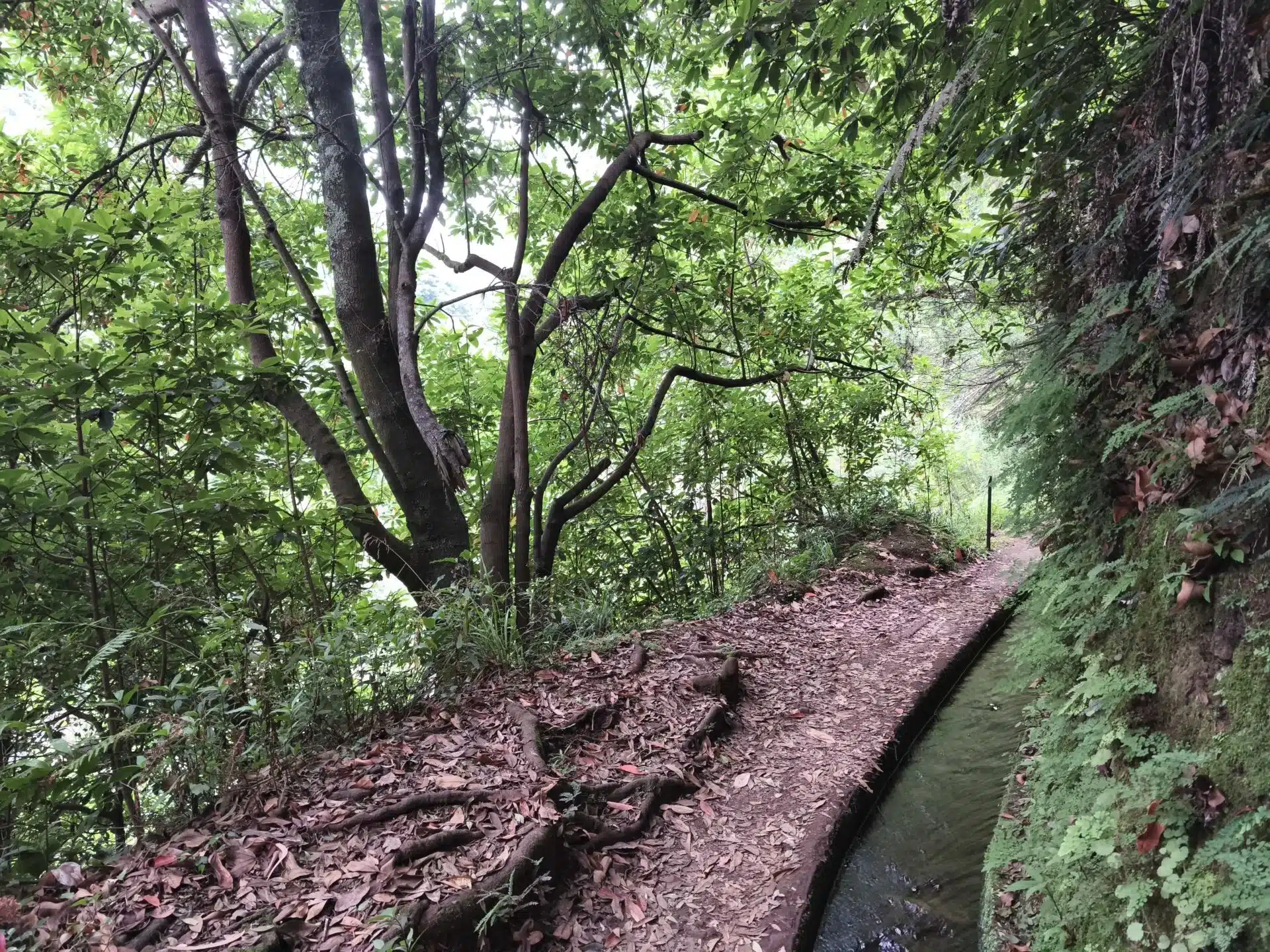 levada do rei - hiking transfers