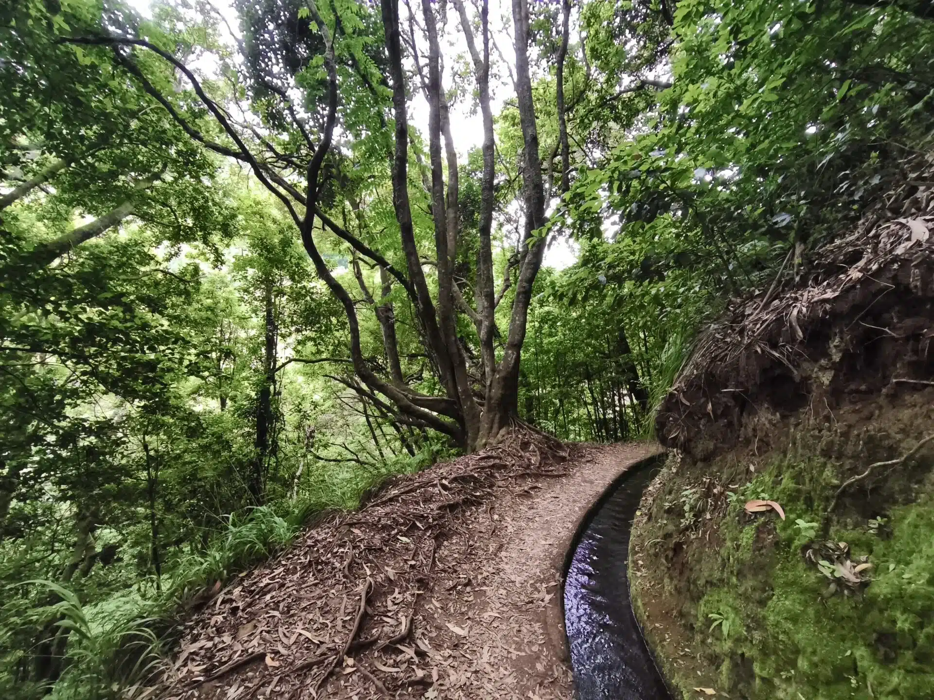 levada do rei - hiking transfers