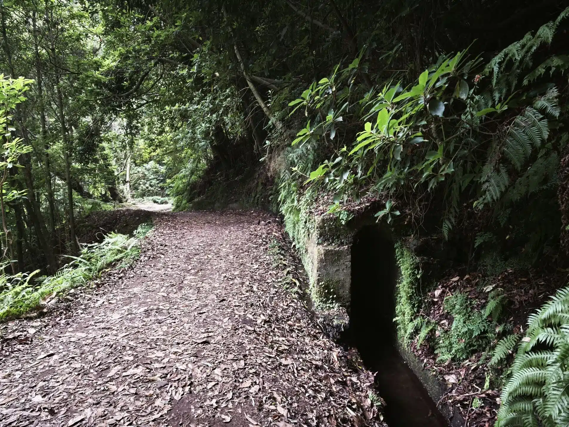 levada do rei - hiking transfers