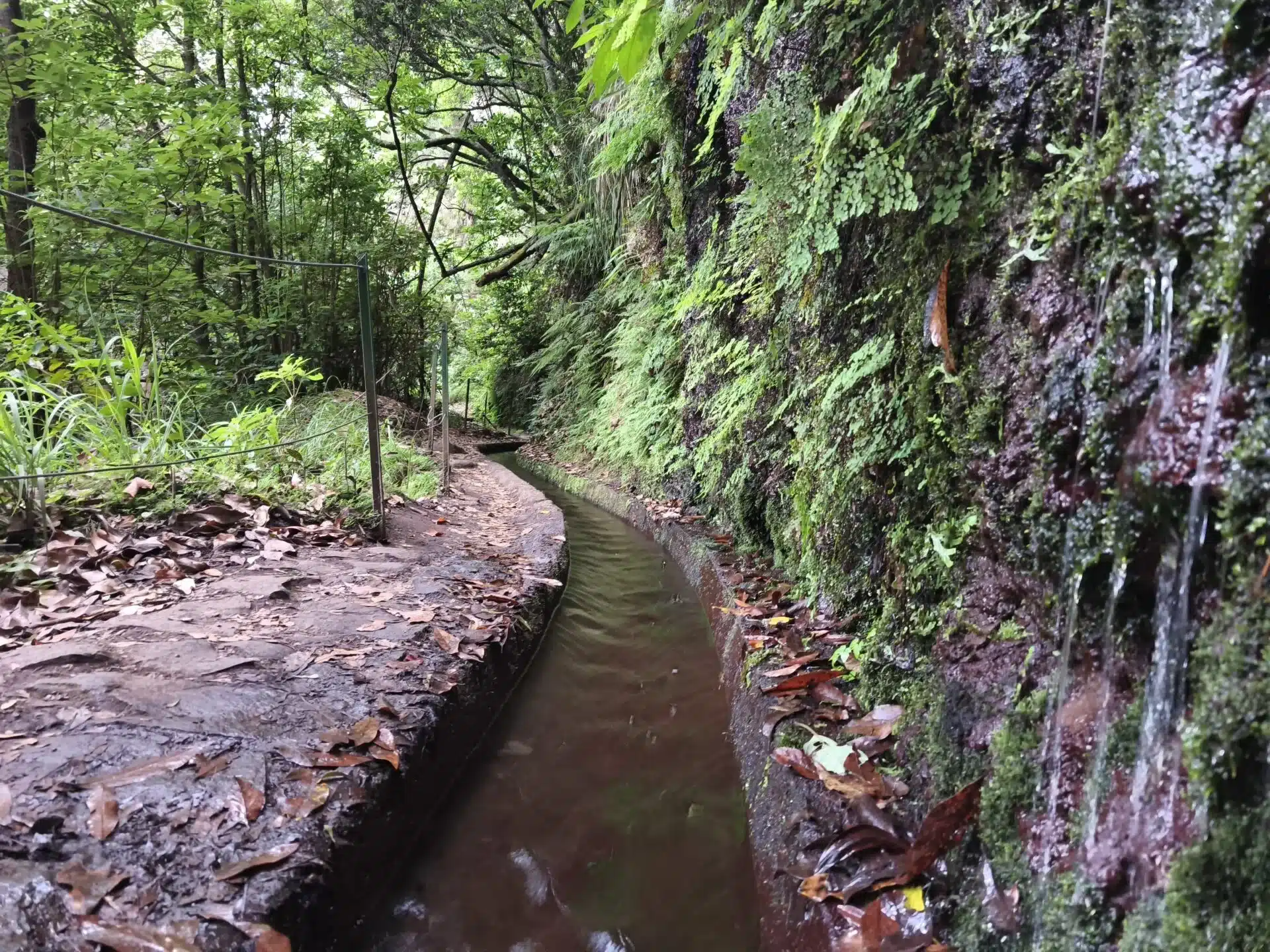 levada do rei - hiking transfers