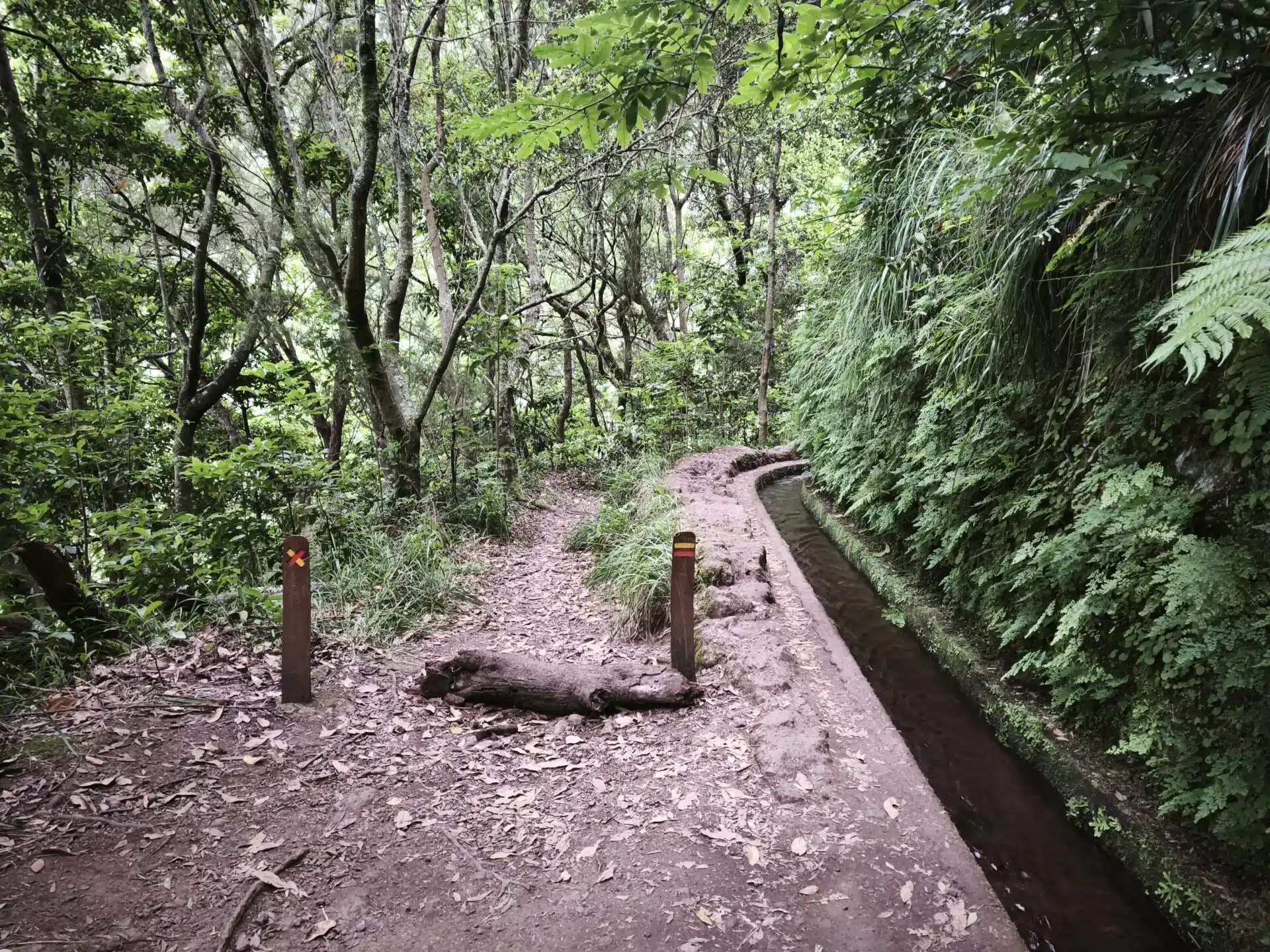 levada do rei - hiking transfers