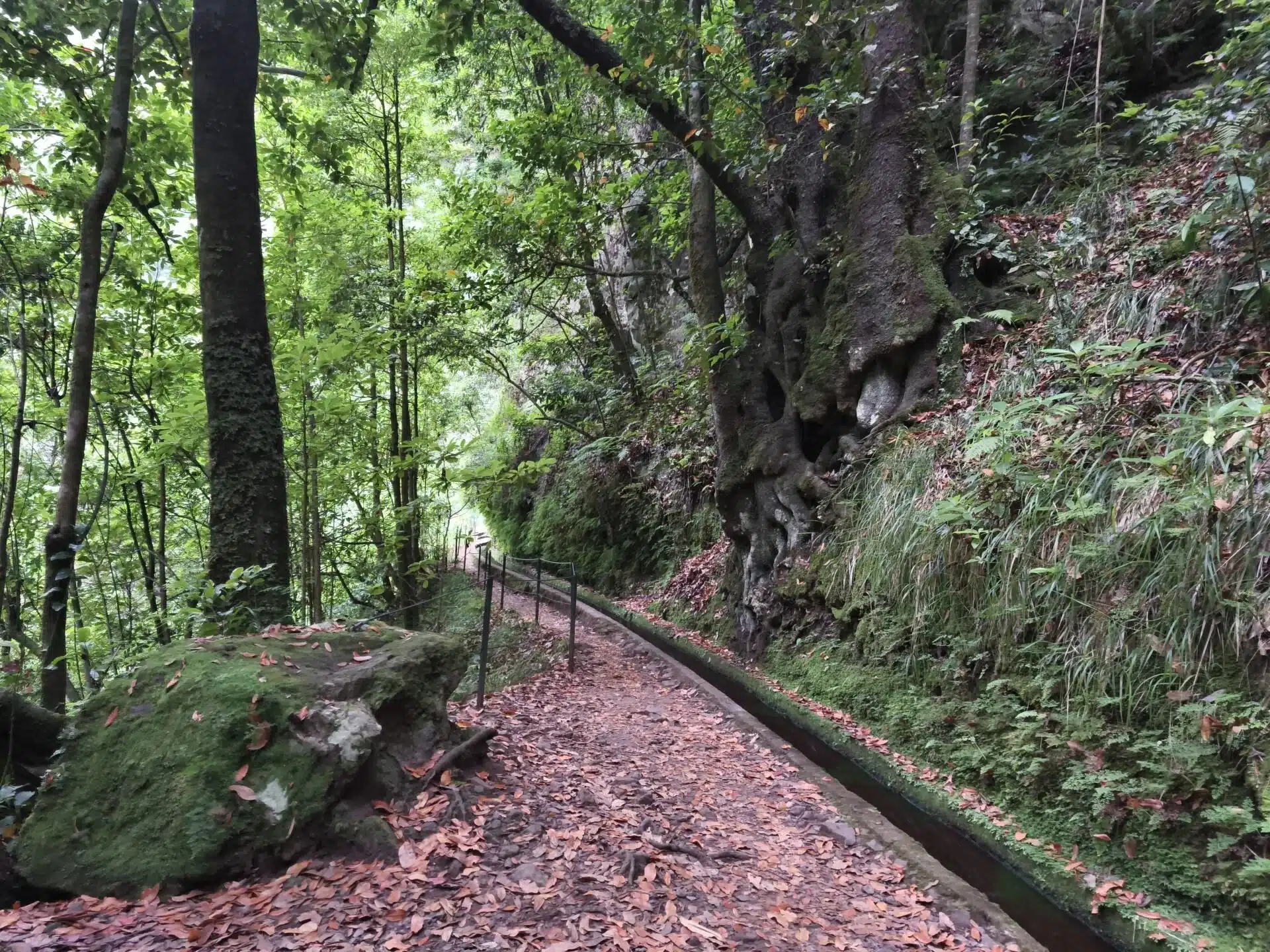levada do rei - hiking transfers