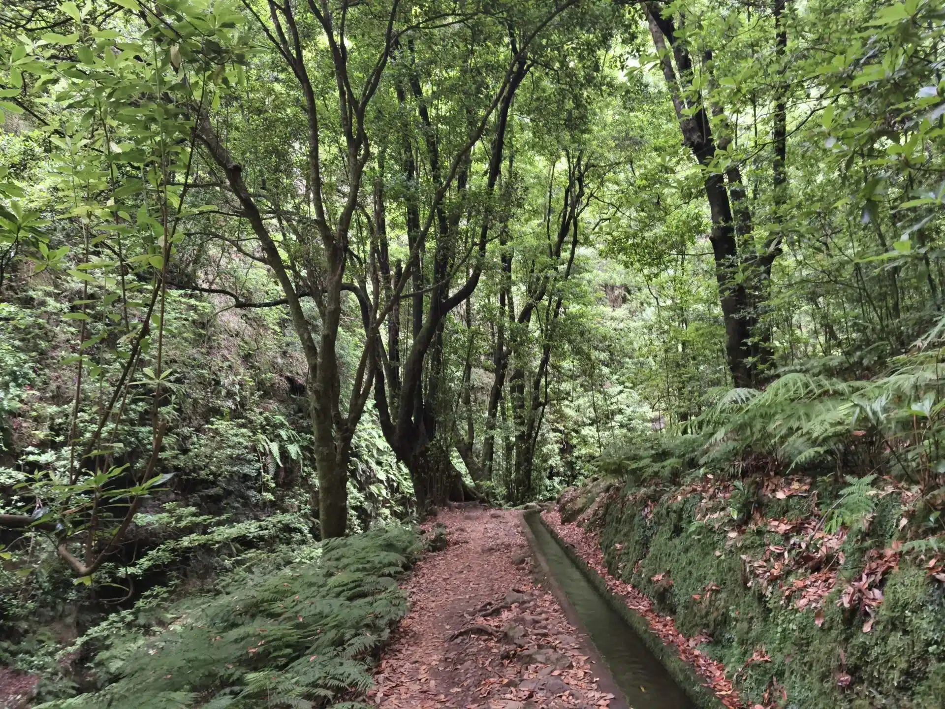 levada do rei - hiking transfers