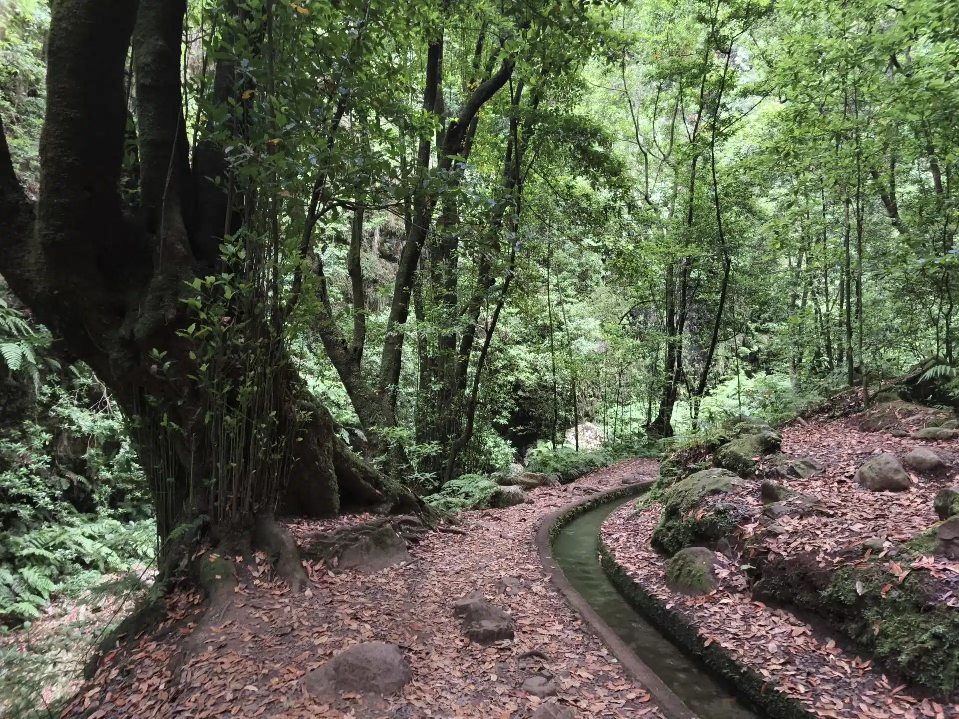 levada do rei - hiking transfers