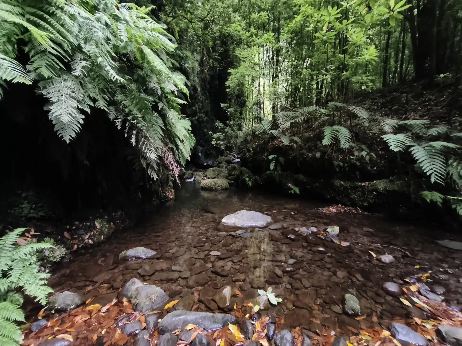 levada do rei - hiking transfers