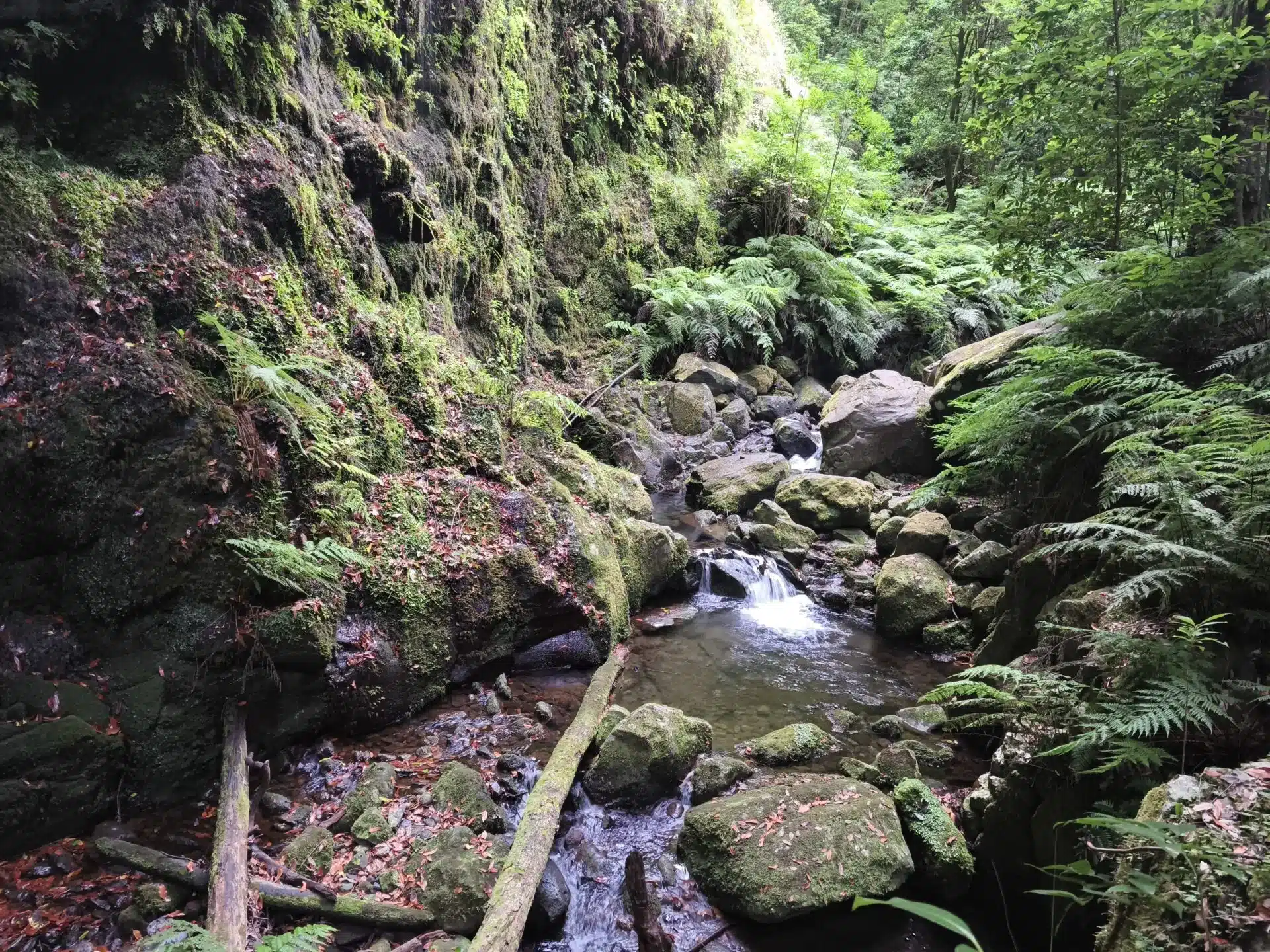levada do rei - hiking transfers