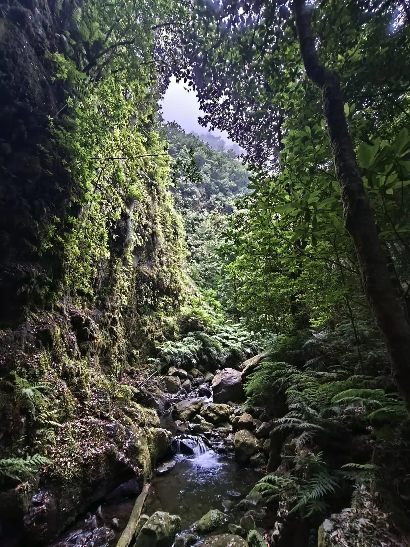 levada do rei - hiking transfers