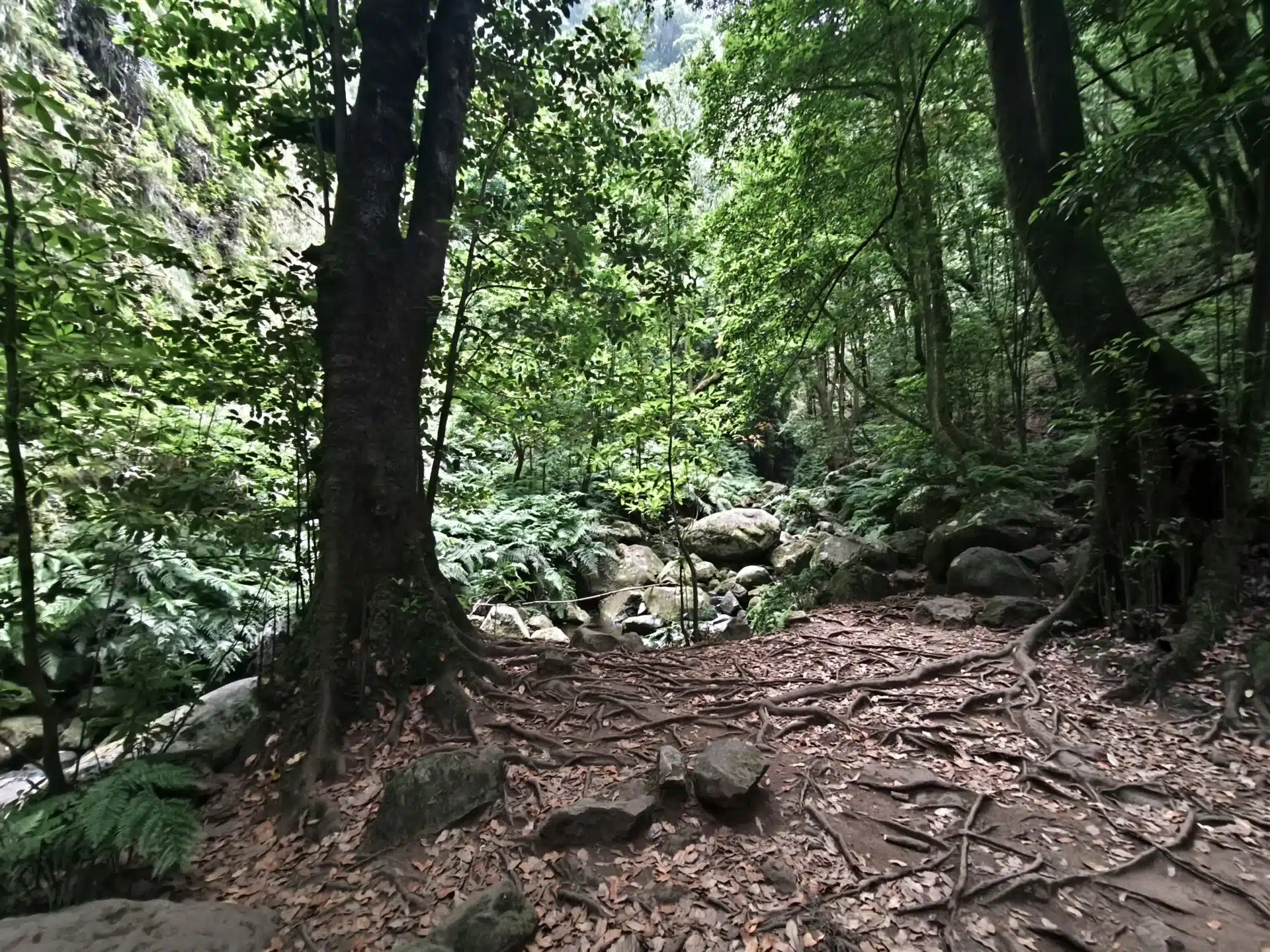 levada do rei - hiking transfers